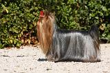 YORKSHIRE TERRIER 465